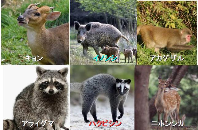 野生動物