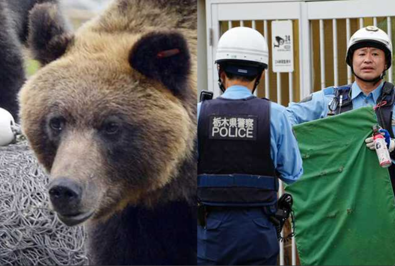 クマ問題